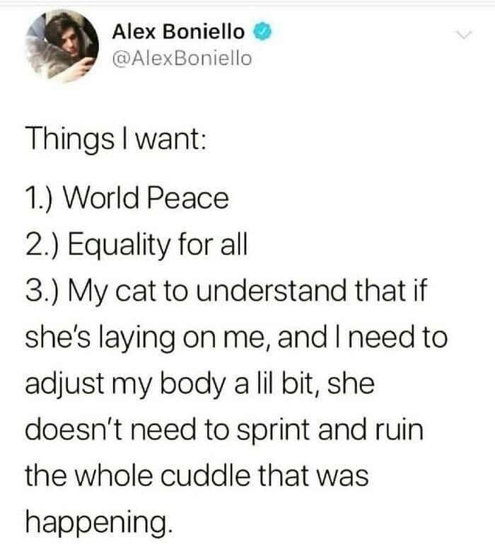 Cat owner meme about world peace vs cuddle issues with cat