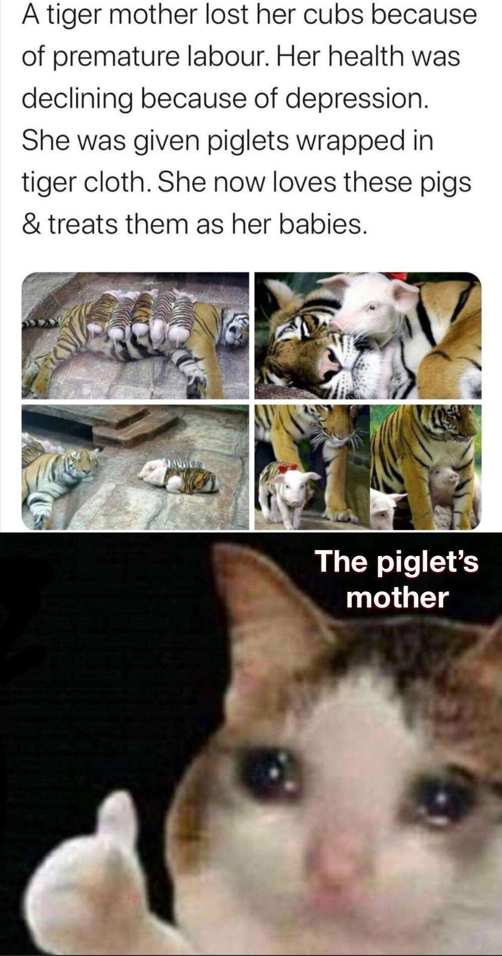 Thumbs up crying cat meme tiger mom adopting piglets as her own