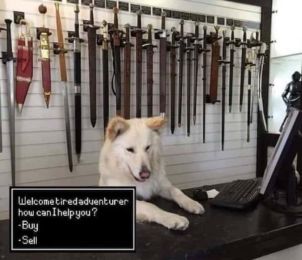 Smug white shopkeeper dog meme running a fantasy medieval sword shop