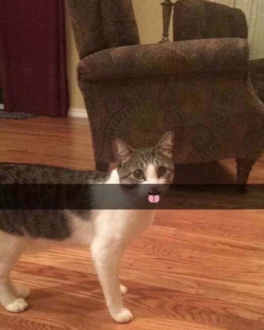 Half hidden cat meme sticking tongue out standing in living room
