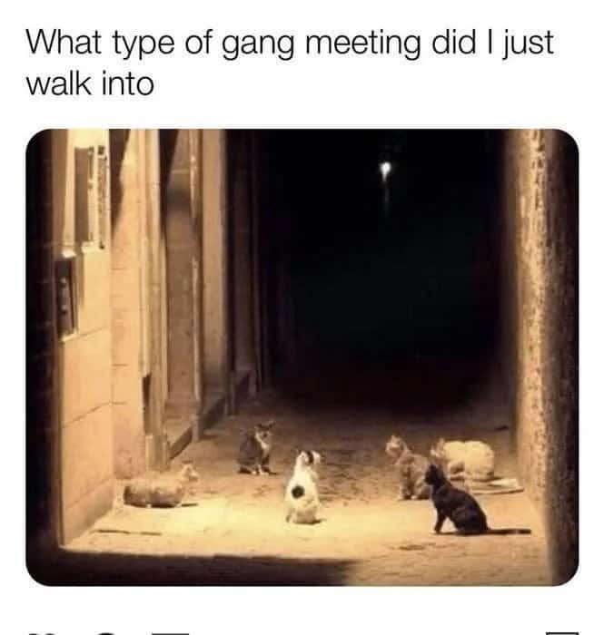 Cats meme sitting in alley like a gang meeting at night