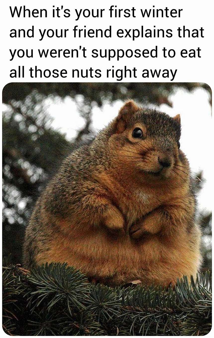 Chubby squirrel meme about eating all nuts before winter