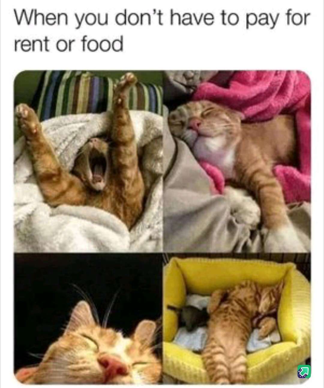 Orange cat living rent free meme about not paying bills