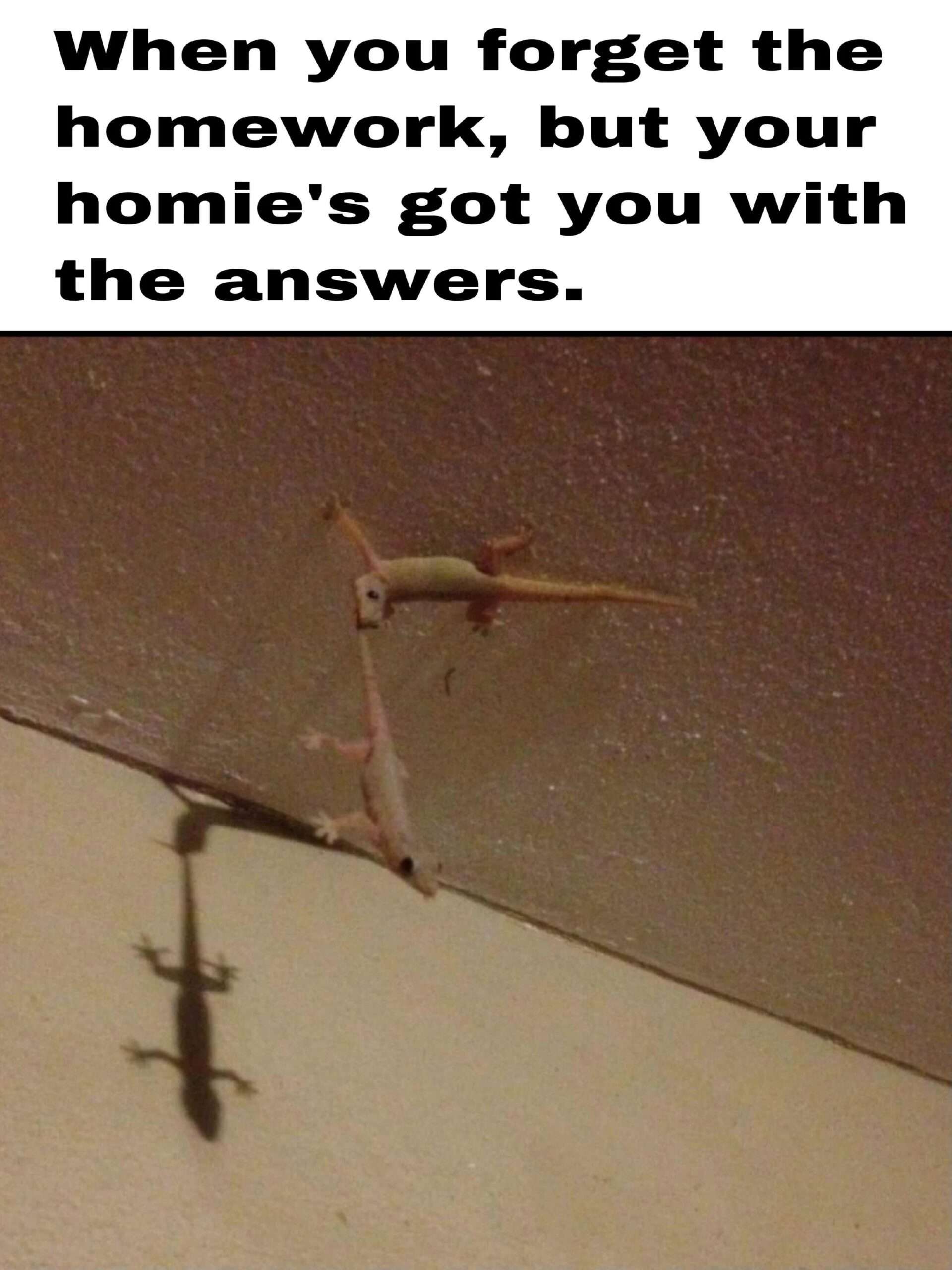 Gecko meme forgets homework but homie has answers