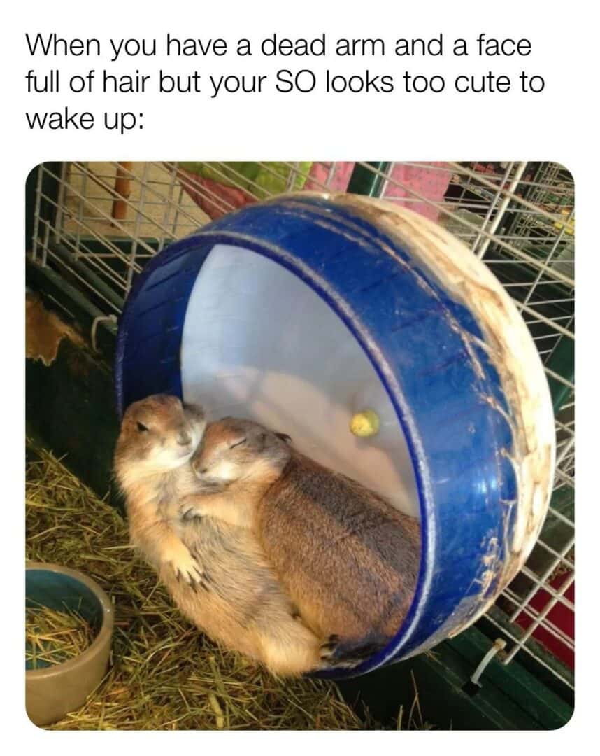 Prairie dogs cuddling meme about not waking your cute partner