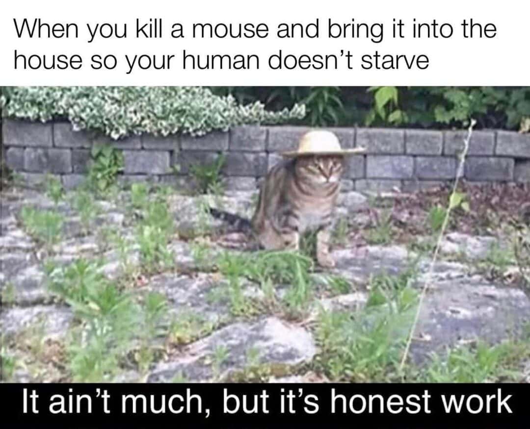 Cat meme about bringing mice home as food for human
