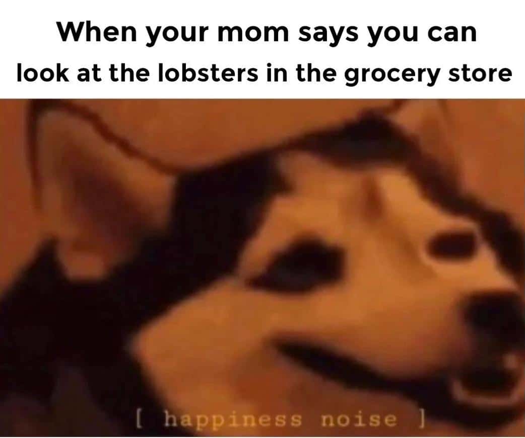 Happy dog meme making happiness noise when mom says you can look at lobsters in grocery store
