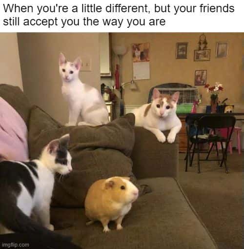 Guinea pig meme accepted by cat friends despite different