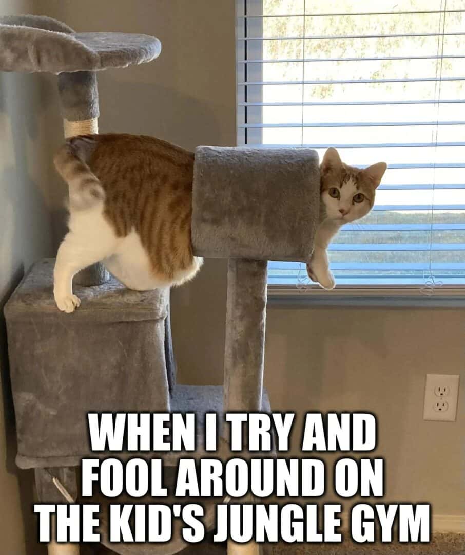 Chonky orange cat meme stuck in cat tree tunnel when fooling around on kid's jungle gym