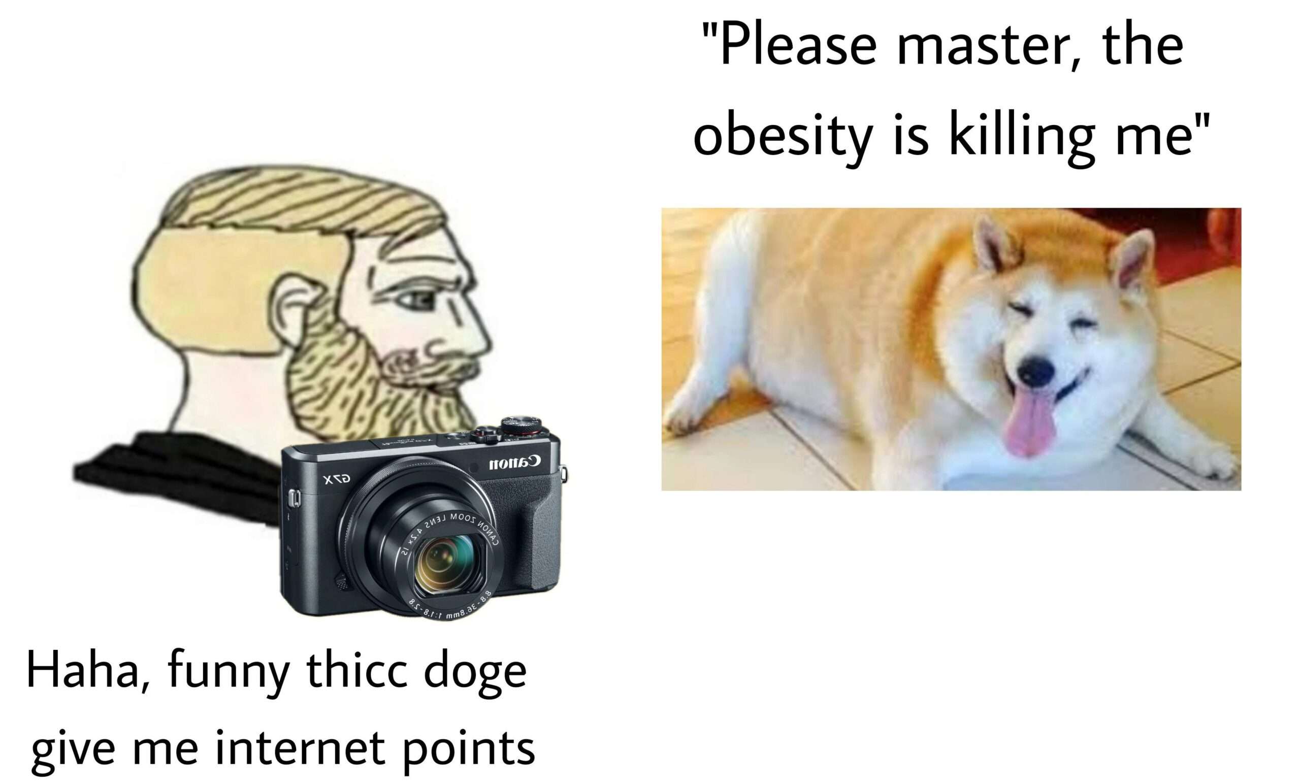 Thicc chonky Shiba Inu dog meme getting photographed for easy internet points