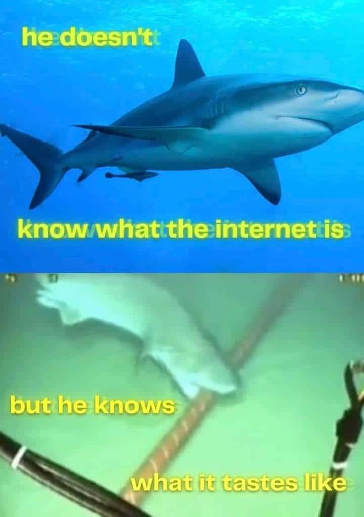 Shark meme does not know what internet is but tastes underwater internet cable