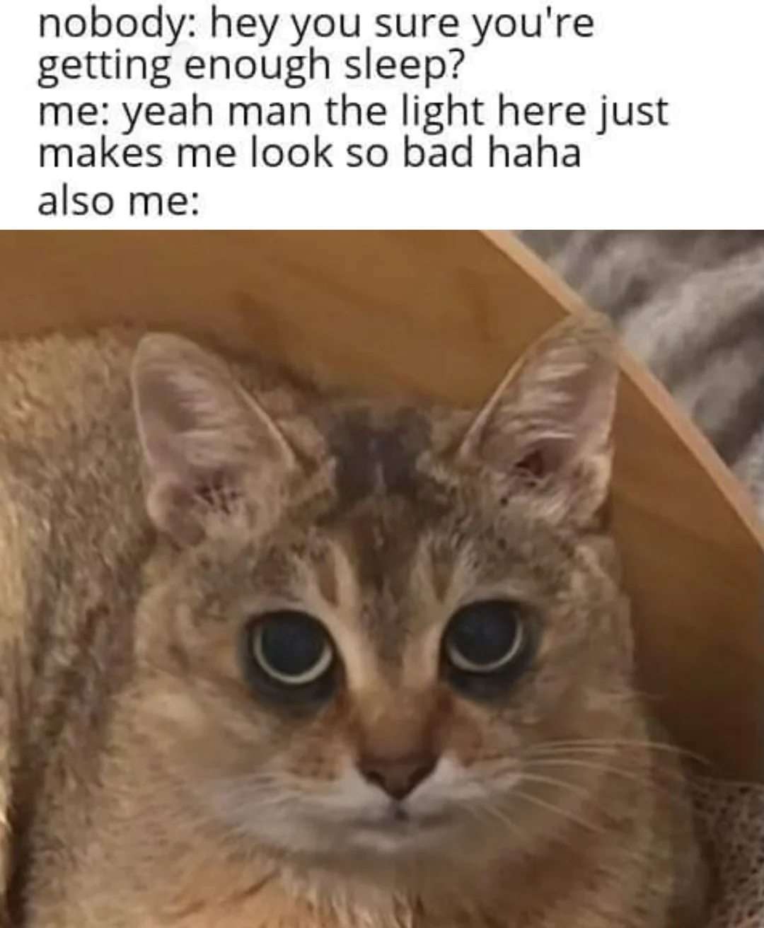 Cat meme staring blankly with huge dark under eyes from no sleep