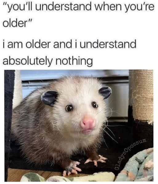 Possum meme older and still understands nothing