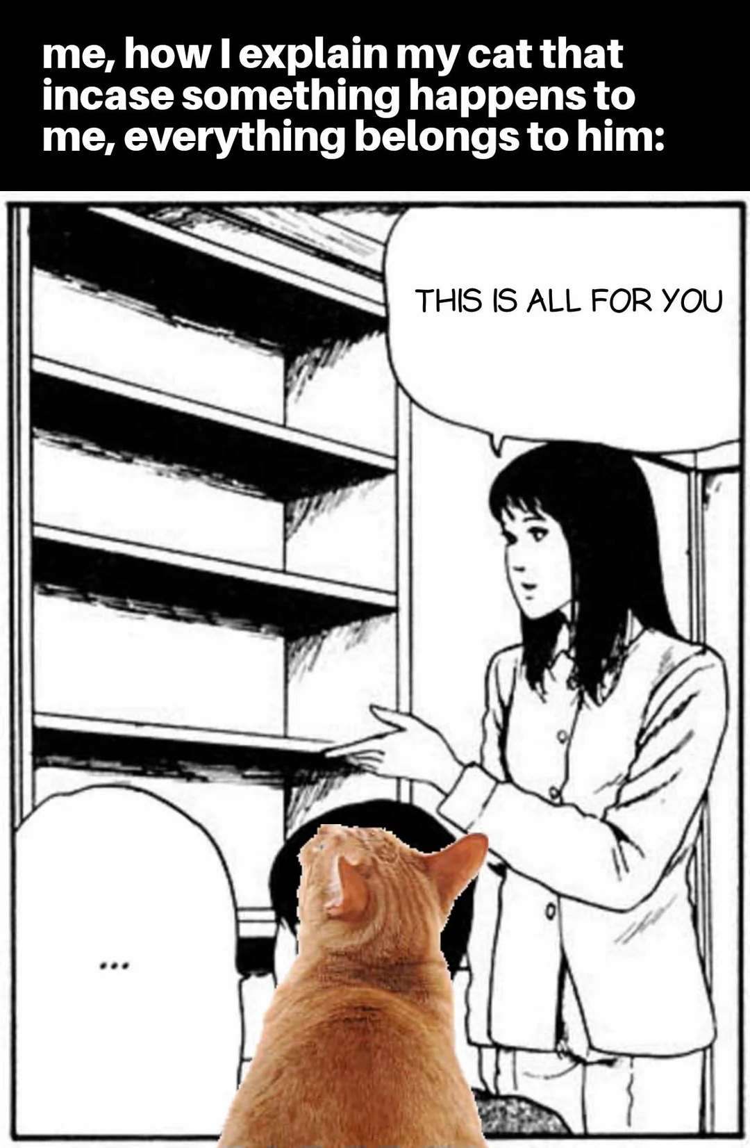 Cat meme owner explaining all their home belongings belong to the orange cat