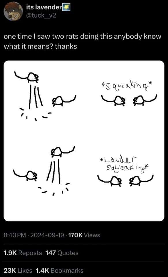 Two rats meme squeaking loudly while doing weird spinning moves