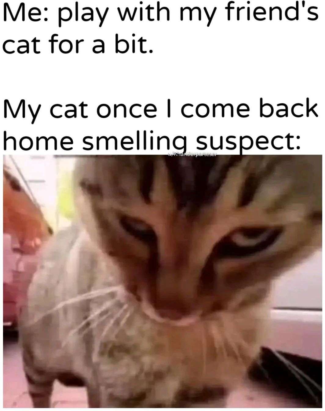 Suspicious cat meme after playing with friend's cat