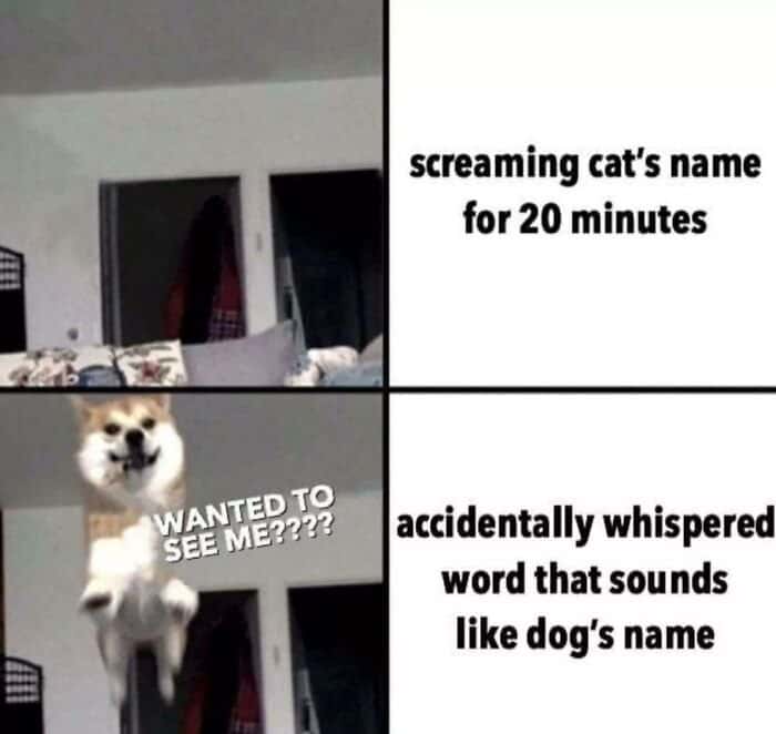 Excited floating Shiba Inu meme pops out instantly when it thinks you called its name