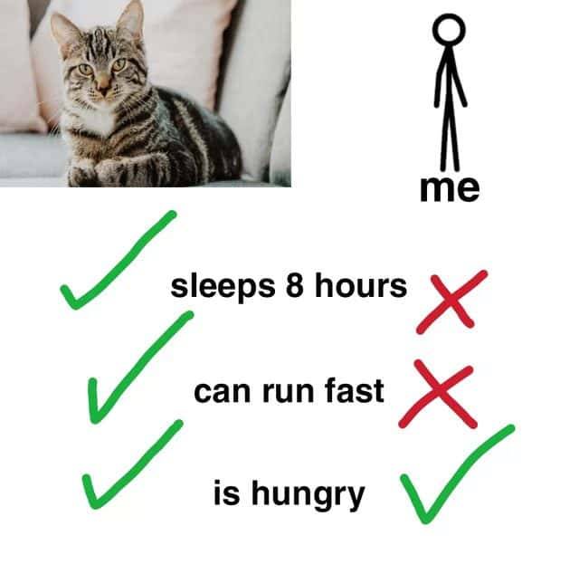 Cat meme tabby cat sleeps 8 hours runs fast and is always hungry