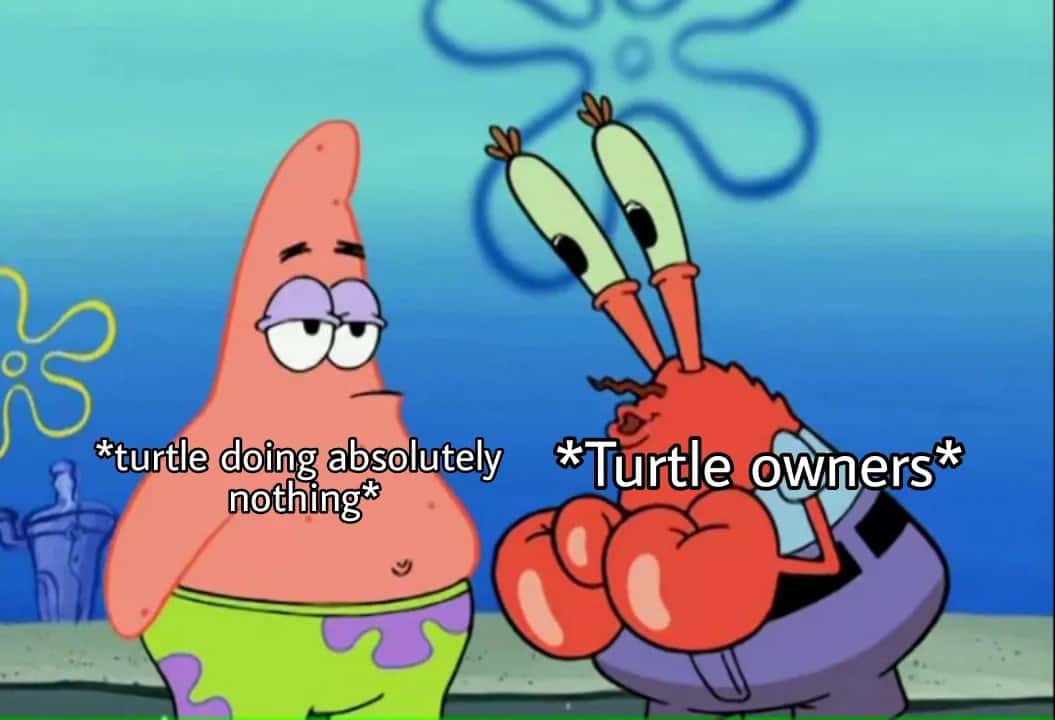 Spongebob meme about turtle owners overreacting to nothing