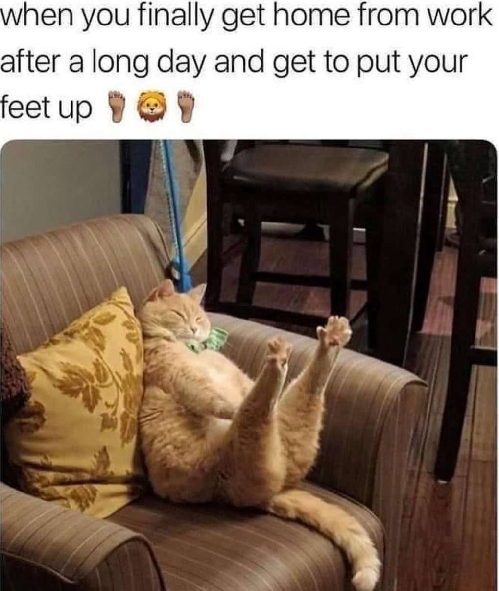 Cat meme gets home from work and puts feet up
