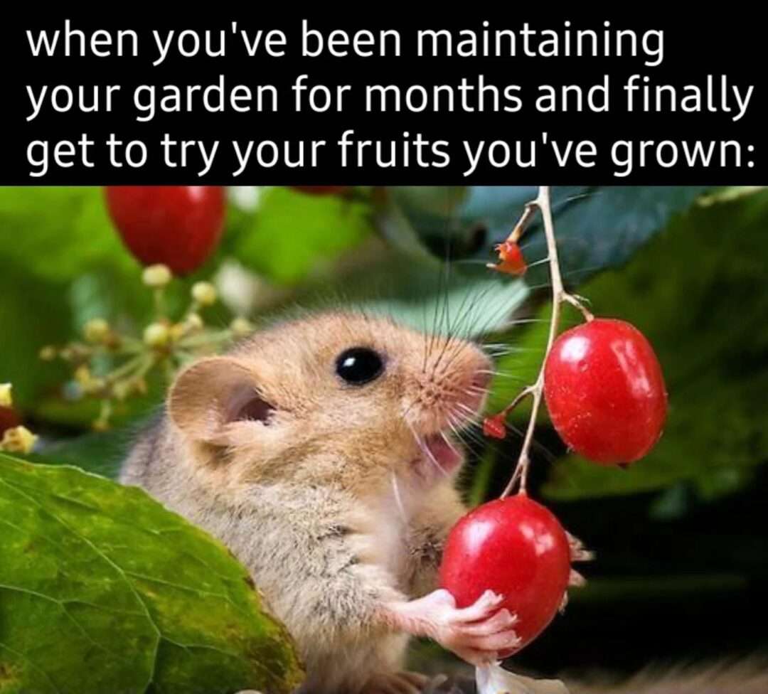 Little garden mouse meme excited to taste homegrown fruits after months of gardening