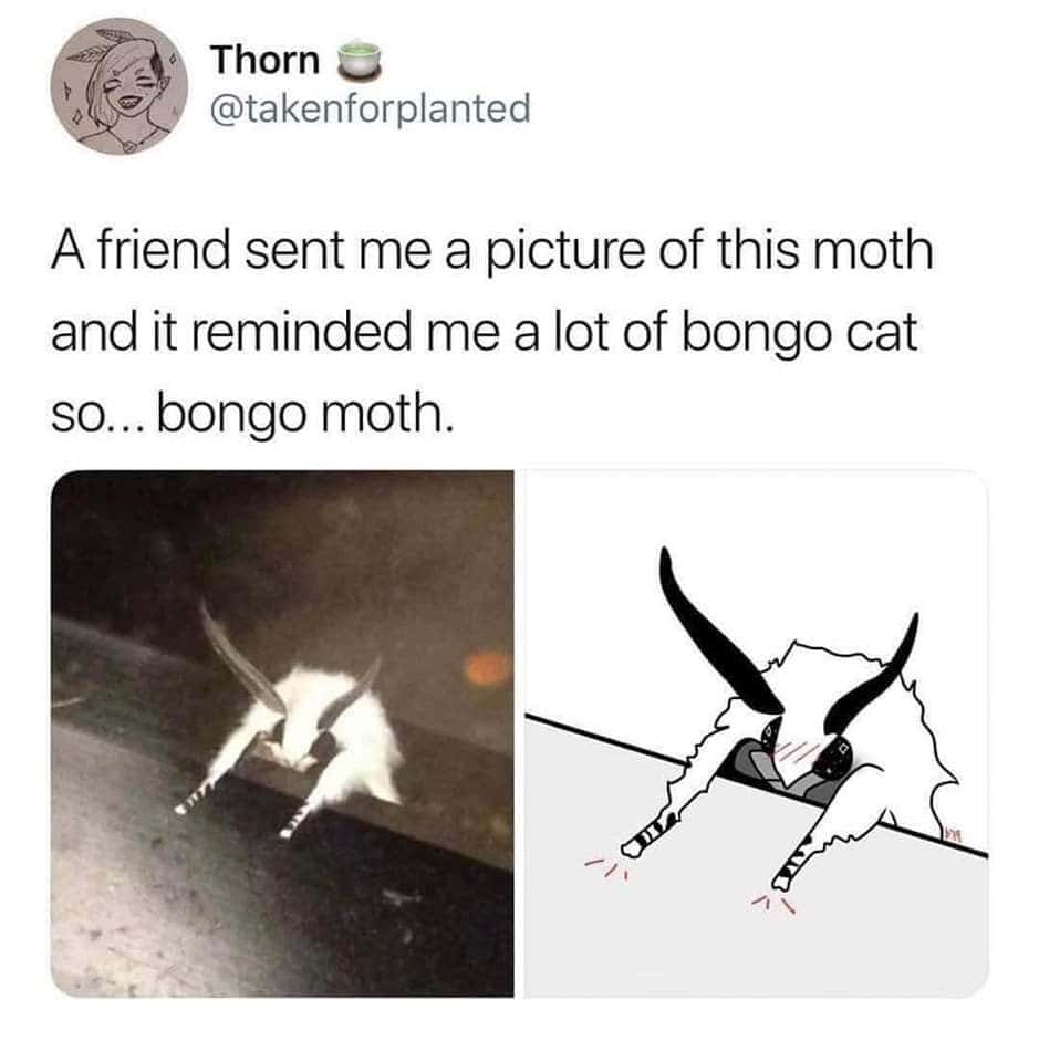 Bongo moth meme drawn as bongo cat