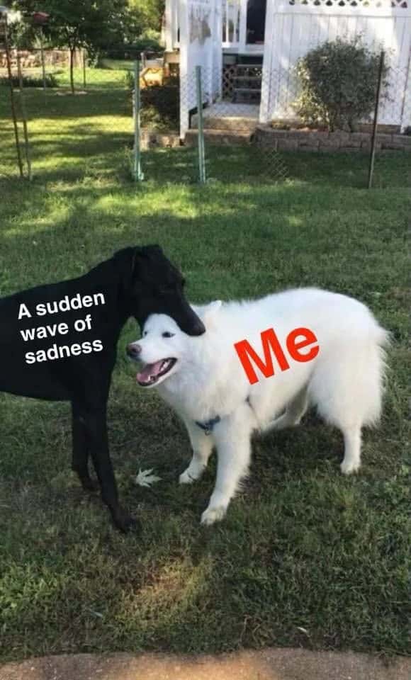 Happy me meme nuzzled by sudden wave of sadness