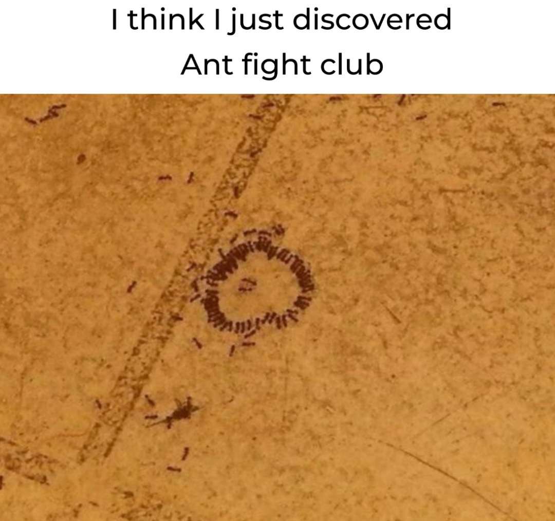 Tiny ant fight club meme where ants form a perfect circular fighting ring