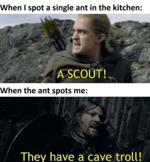 Over dramatic ant scout meme losing its mind over a single kitchen ant sighting