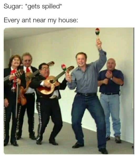 Ecstatic mariachi ant meme throwing a huge celebration over spilled sugar