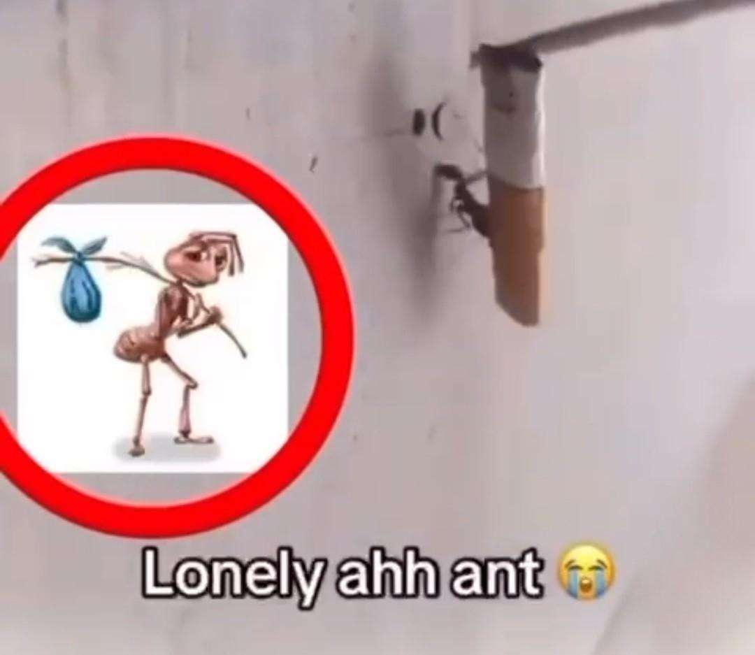 Tired wandering hobo ant meme perfectly matches the real ant near a cigarette butt
