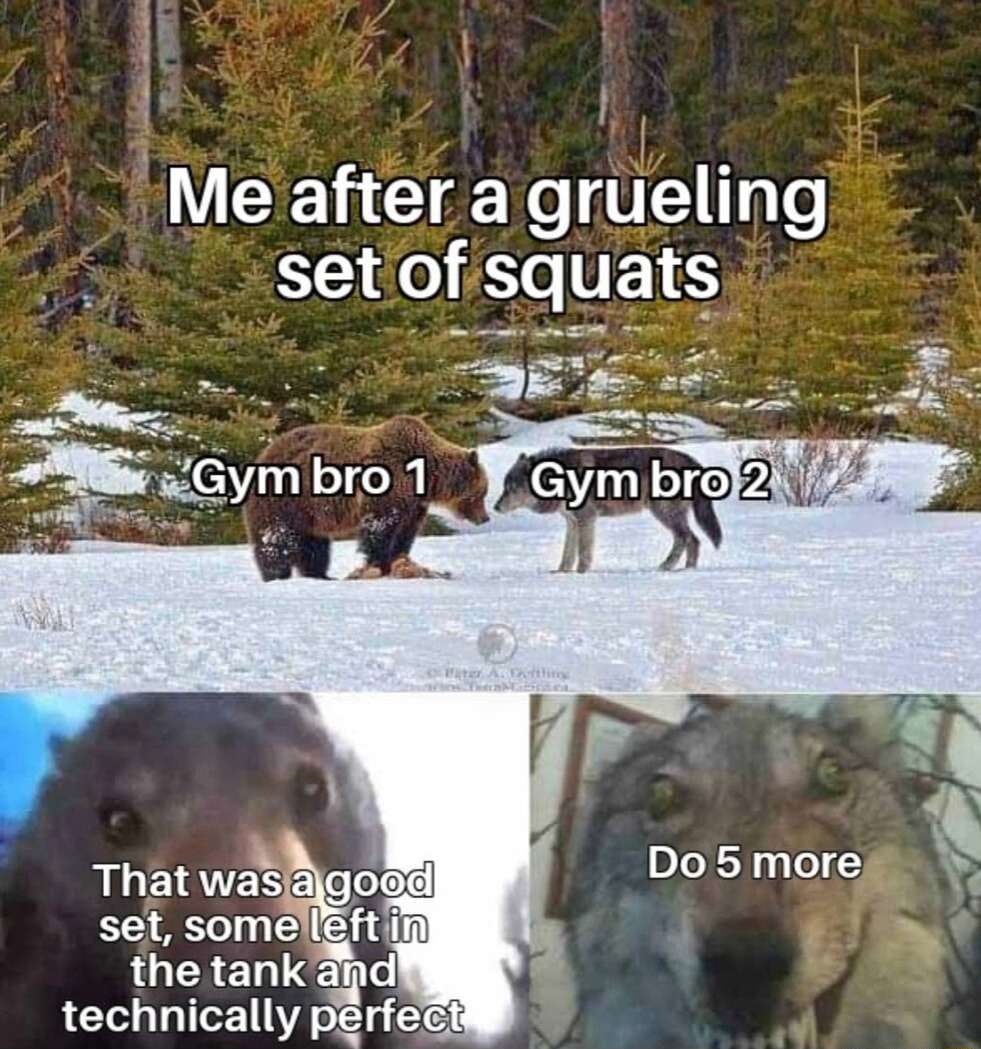 Bear vs wolf meme gym buddies pushing for extra squats