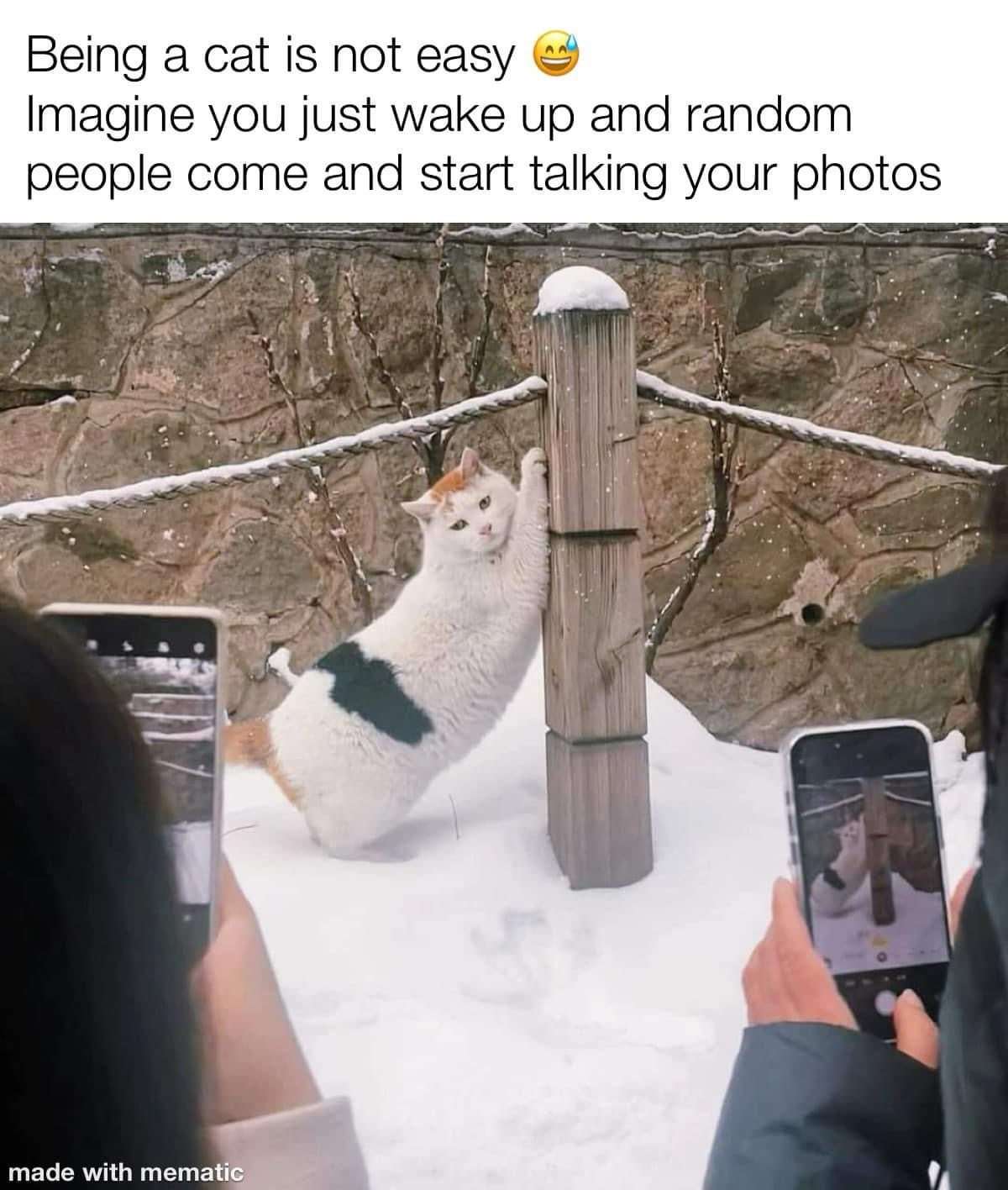 Cat meme getting photographed by random people in snow