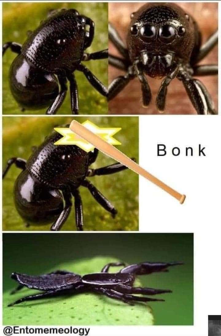 Spider meme bonked by bat flattened