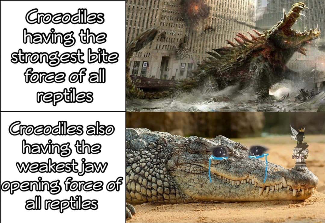 Crocodile meme boasting strongest bite force while crying over weakest jaw opening force