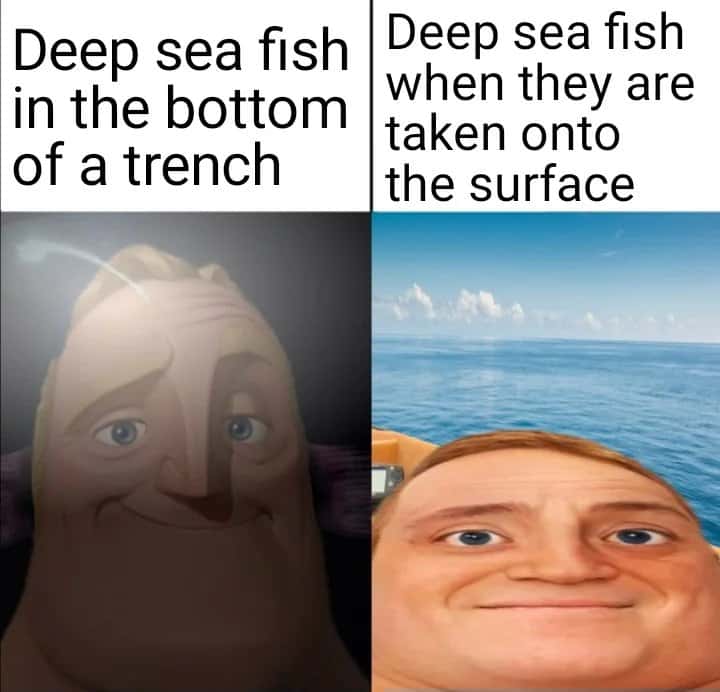 Deep sea fish meme normal at trench bottom then bloated when taken to surface