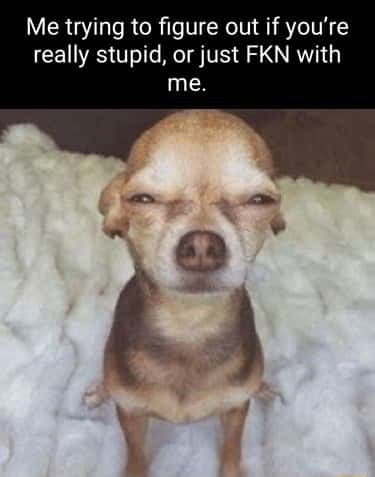 Dog squinting meme judging if someone fools around