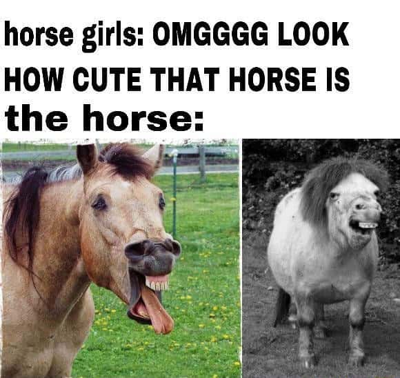 Horse meme derpy horses pull ridiculous unflattering faces when horse girls call them cute