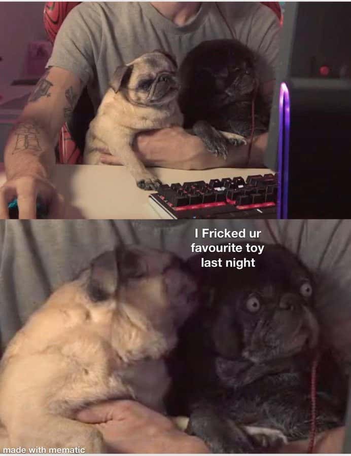 Pugs meme sharing shocking secret