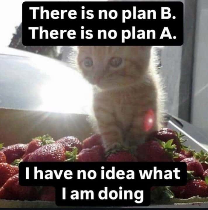 Ginger kitten meme standing on strawberries no plan no idea what to do