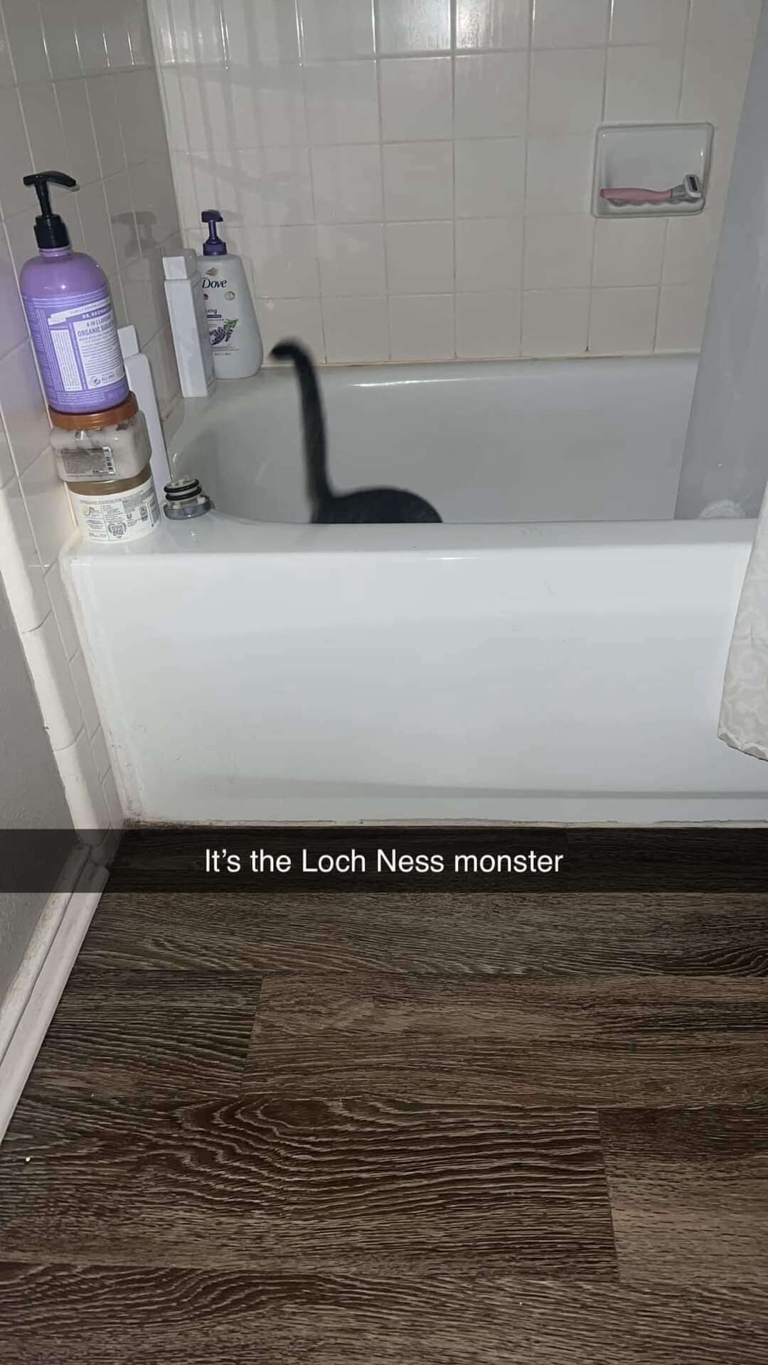 Cat meme hides as loch ness monster