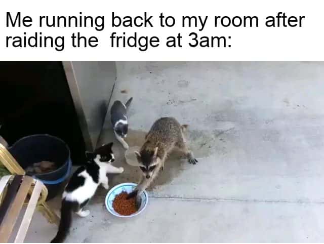 Raccoon meme running back to room after raiding fridge at 3am