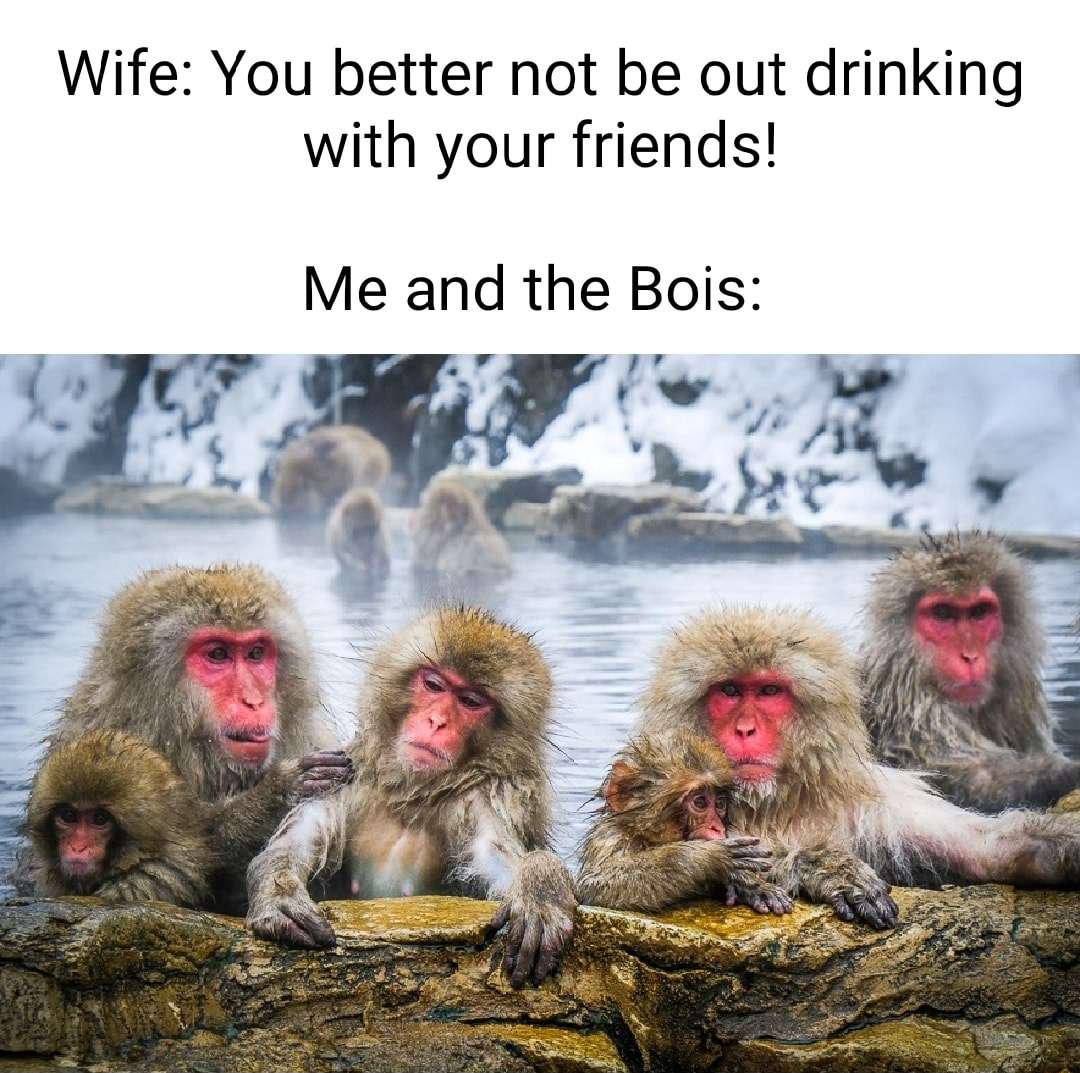 Monkey meme hiding with pals ignoring wife drinking warning