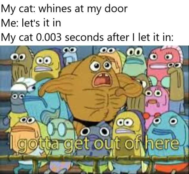 Cat meme wants to get out right after being let in