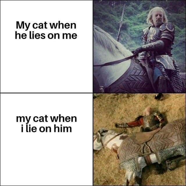 Cat meme acts majestic when lying on owner, pretends dead when owner lies on him