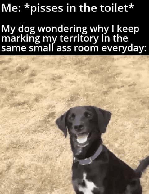 Black dog meme confused why owner marks territory in the toilet everyday