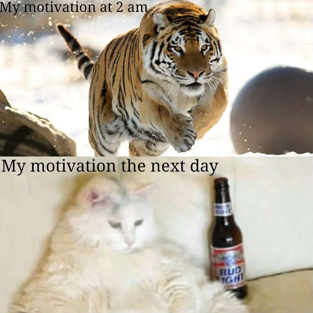Energetic leaping tiger and sleepy fluffy white cat meme showing 2am motivation slump
