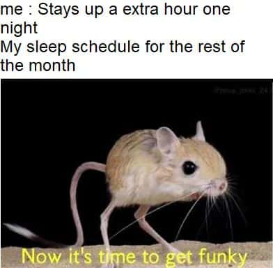 Jerboa meme ruins sleep schedule
