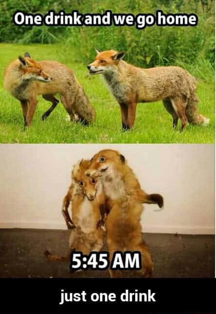 Fox meme partying till 5am after one drink