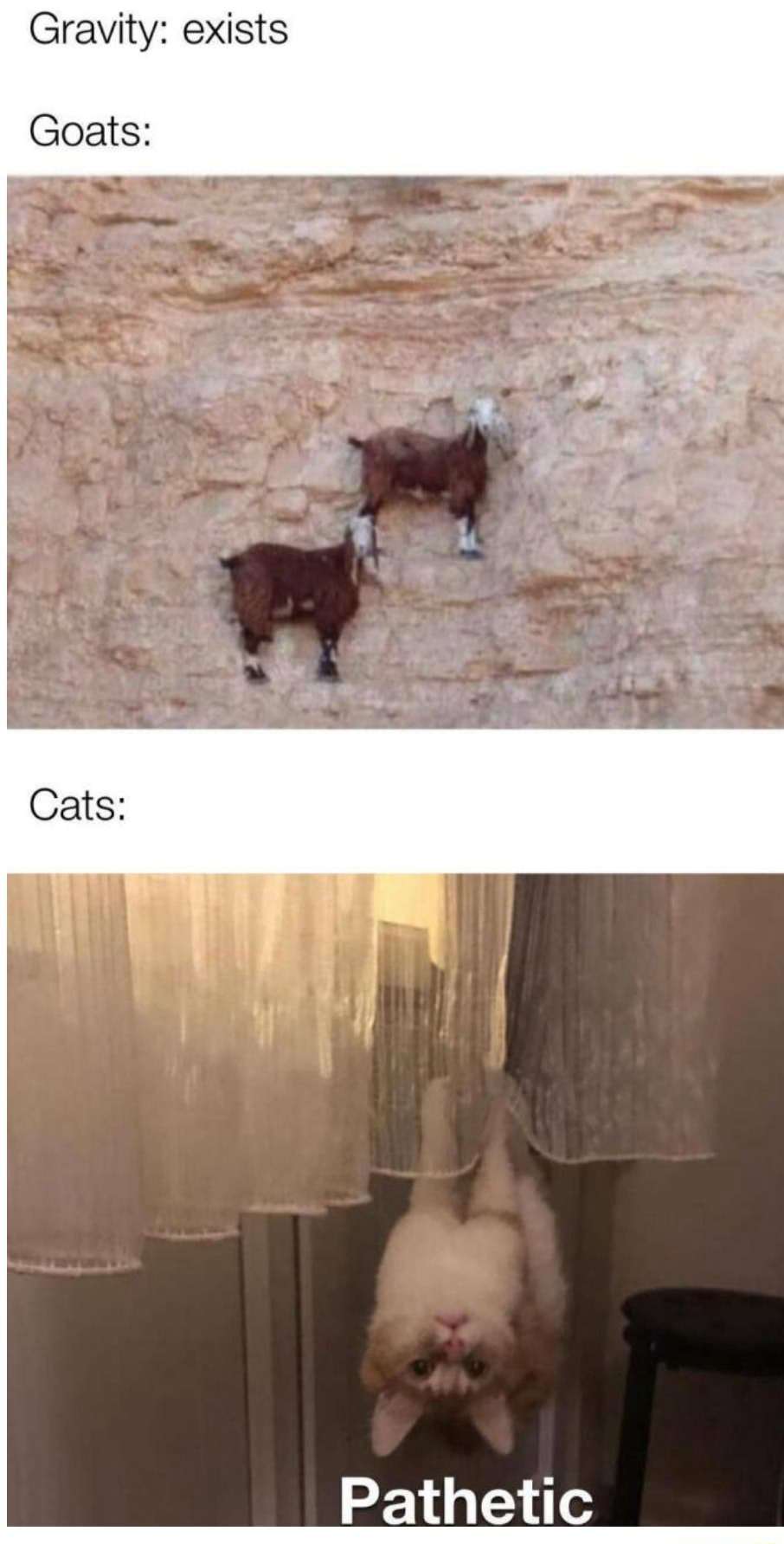 Pathetic upside down hanging cat meme fails to defy gravity like mountain goats